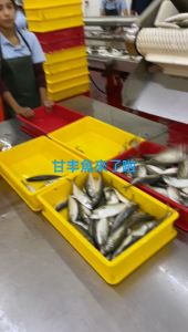 INDIAN MACKEREL IKAN KEMBUNG 甘邦鱼/鲭鱼 1KG