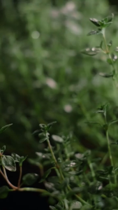 Thyme Leaves Whole/ Thyme Whole/ Pure Thyme Leaves for Beef Steak Fish and Meat (50g100g) - Spice