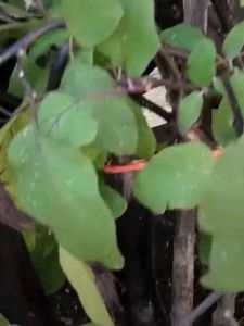 Growing Black & Green Moyu Long Seeds: A Comprehensive Guide