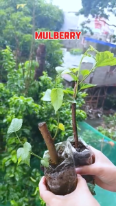 MULBERRY PLANTS ROOTED PLANT 2+1 Freebie may dahon kaya sure na buhay na.