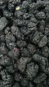 桑椹子 Dry Mulberries Mulberry 300g 500g 黑桑椹子 桑堪果 Shah Toot