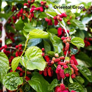 mulberry fruit stem cutting for planting or fresh leaves