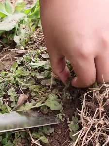 Digging wild vegetables shovels garlic planting flowers flower raising tools agricultural veget gardening tools