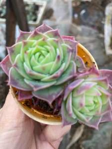 READY stock 🇲🇾 Succulents 🌿 x Graptoveria "Jadeita" 梅丽阁