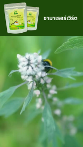 ชามาเธอร์เวิร์ต ตราไร่กฤติยา (Motherwort Herbal Tea)