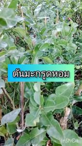 ต้นมะกรูด สมุนไพรไทยนอกจากคั้นน้ำเอามาปรุงรสชาติอาหาร และทำขนมไทย