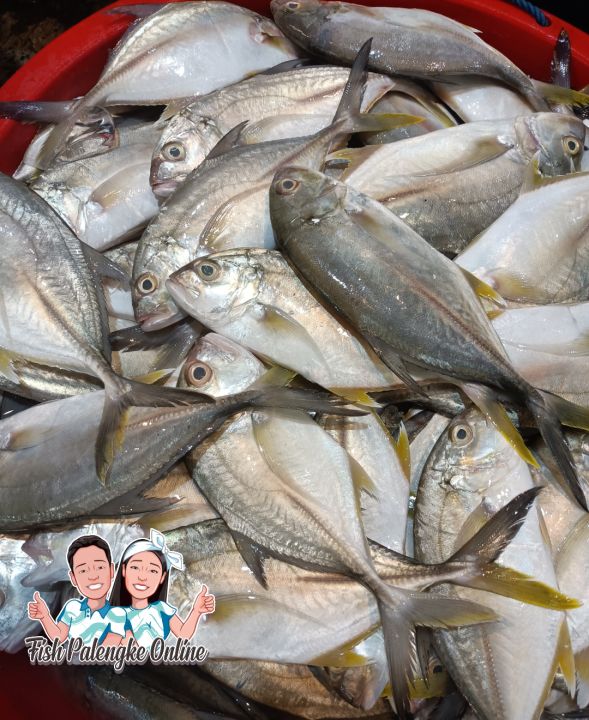 Talakitok Fish, Talakitok 1kg Lazada PH