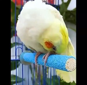 Parrot Birds Grinding Bar Perch Standing Pole Trim Claw Nails Beak Parrot Toys Accessories