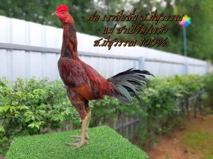 ไข่ไก่ชน ลูกชายเขาลือลั่น ส.มีสุวรรณ 100% รับประกันเชื้อ (ส่งด่วน)!!!