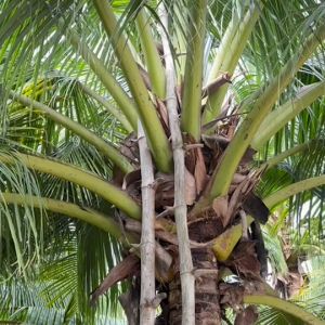 น้ำตาลมะพร้าวแท้เพชรบูรี x2 กระปุก ไม่ผสมน้ำตาลทราย ราคา 1 กิโล อองค์นิค