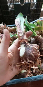Củ giống hoa huệ GÁO đỏ - củ to chuẩn mặt hoa ( 1 củ )