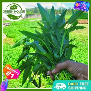 Green House® - Kangkong Seeds for Planting Vegetable Plants (100 Seeds) incl. Planting Instruction Water Spinach Plant