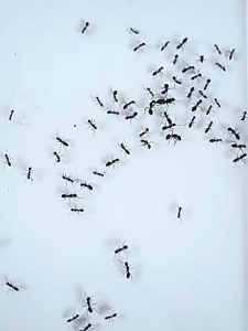 ant repellent for home Ant bait ant killer 8PCS From Japan Direct attack on ant nest Ant Killer