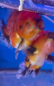 THAILAND ORANDA GOLDFISH LION HEAD 12-13cm RM458 per fish