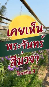 Treeno.9 T454 จันทร์ครึ่งเสี้ยว กระถาง 8 นิ้ว (Scaevola Fan Flower) สูง 30-40 ซม. ไม้ดอกประดับ ดอกสีม่วง พุ่มใหญ่ ดอกเยอะ