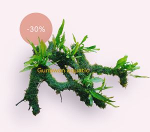 kayu hardscape full Moss+kadaka sudah tenggelam