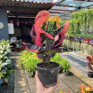 ต้นโกสน ต้นไม้มงคล ชอบแดดจัด แพ็คจัดส่งพร้อมกระถาง 6 นิ้ว ( มีหลายสายพันธุ์ ) *สุ่มสายพันธุ์ไปให้นะคะ ไม่สามารถเลือกสายพันธุ์ได้* รับประกันสวยทุกต้น คุ้มต่อราคา