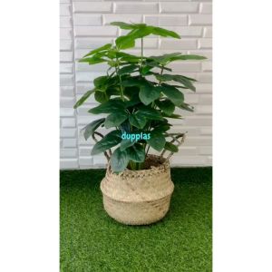 Pohon Hias Tanaman Artificial Anubias Hijau X18 Semilatex Cover Pot Anyaman Purun Belly Dekorasi Studio Aesthetic