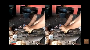 Alat Congkel Kelapa Untuk Mengcongkel Biji Kelapa Dengan Cepat dan Nyaman