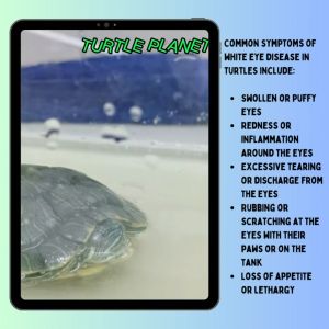 Turtle Medicine for Severe White Eye Disease Pneumonia & Enteritis ubat kura kura 乌龟药粉(感冒肺炎白眼病肠炎)