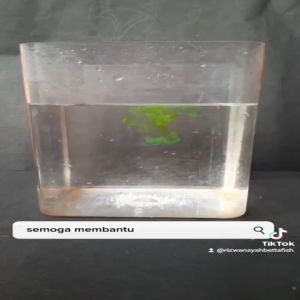 ACRIFLAVINE HCL 100ml - Obat Vitamin Ikan Aquarium Kolam Acryflavine