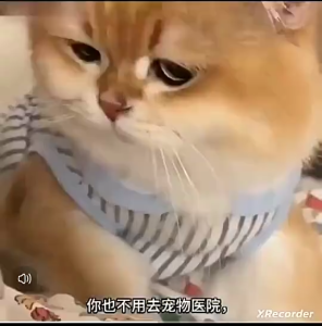 Hot Sale 【100%正品】 好物推荐爱倍三盟全崇净驱虫健胃二合一不伤宠驱除体内各种寄生虫养宠常备特价促销 COD