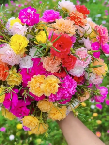Hạt giống hoa 10h Mỹ hoa kép mix màu CT211 - Gói 200 hạt