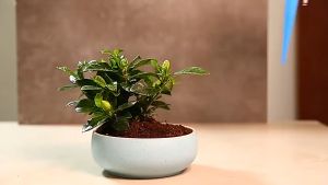 Alat Penyiram Tanaman Otomatis Tetes Sistem Irigasi Botol Tancap Pot Watercone