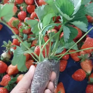 bibit strawberry sudah berakar kuat dan berdaun lebat siap pindah media tanam