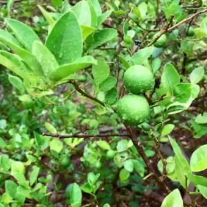 pupuk booster jeruk nipis 100ml - menstabilkan ph tanah - meningkatkan hasil panen