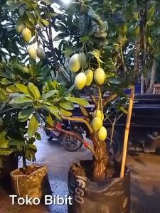 Bibit Tanaman Buah Mangga Manalagi Madu Manis Stek Okulasi Dari Indukan Pilihan Siap Kirim