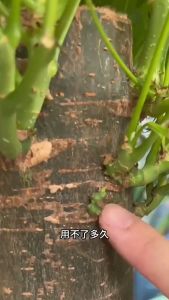 Plant resurrection solution (universal type) 植物复活液  解决植物黄叶 恢复植物生命 solves the problem of promoting plant growth through yellow leaves in plants 促进植物生长营养液