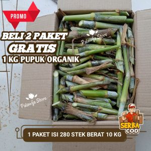 Bibit Rumput Pakcong / Pakchong Napier 1 paket isi 280 Stek
