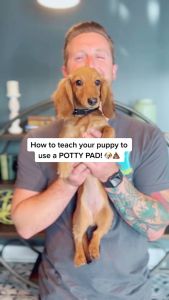 Buy 1 Ship 3pcs Training Pads  All Stages Training Pads Pet Accessories Adult Kitten Puppy Potty