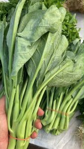 คะน้าจัมโบ้ คะน้ายอด คะน้า ประมาณ 20000 เมล็ด สิ้นอายุทำพันธุ์ 02 / 70