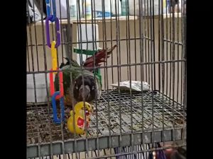 Magnifica Tumbling Toy for Birds (3 Pcs)