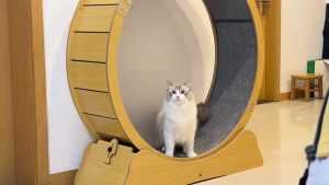 Pelari menjalankan kucing kincir angin kucing gulung roda joging/hewan peliharaan