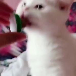 Permen Bola Catnip Kucing & Aksesoris Hewan Kucing