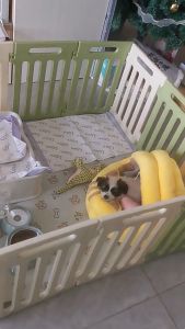 🐶DIY รั้วกั้นสุนัข คอกหมา คอกกั้นสัตว์เลี้ยง กรงสุนัข กรงกระต่ เหมาะสำหรับสุนัขขนาดเล็กถึงขนาดกลาง ⚡️Dog’s home คอกกั้นสุนัข⚡️ คอกกั้นน้องหมา คอกกั้นสุนัข คอกกั้นพลาสติกกันสุนัข สูง 50 cm. คอกกั้นน้องหมา คอกกั้นหมาน่ารัก ที่นอนหมา