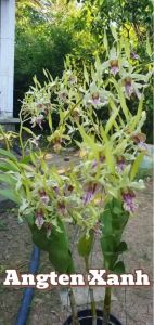 HOA LAN DENRO ENTEN XANH GỬI NGUYÊN CHẬU PHI 12