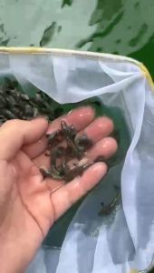 Red Dragon Dumbo Guppy Fish (Male)/ Livefish/ Freshwater/ 红龙孔雀鱼