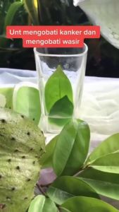 Teh Celup Herbal Daun Sirsak