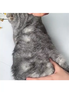 Obat Anti Kutu 510ml Flea Remover Spray Alami Untuk Kucing Anjing Kelinci Formula Tidak Beracun Hypoallergenic