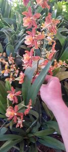 phong lan vũ nữ cam lữa hàng đài loan trưởng thành sắp hoa hoặc đang nụ hoa  tùy thời điểm