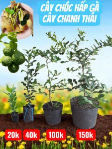 cây chúc ( cây chanh thái) đủ kích thước  to mạnh khoẻ hàng lựa nhanh trái