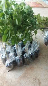 ต้น จามจุรีฉำฉาก้ามปู (1 ชุด มี 20 ต้น และ 250 บาท)