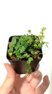 Cây vẩy ốc Lá Phong vẩy ốc minia họ ficus pumila trang trí Terarium bán cạnvivarium cực đẹp. tiểu cảnh  thác nước