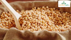 Đậu Gà Trắng Canada 250g Sức Khỏe Xanh - Hạt cao cấp - Giàu vitamin khoáng chất - Món chay giảm cân