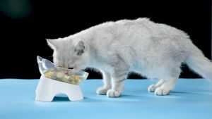 Pet Feeder Bowl Neck Protective Tilted Pet Bowl Cat Bowl Cat Food Bowl Single Bowl Mangkuk Kucing