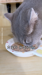 Moregood Super Energy Soup for Cats & Dogs – Herbal Immunity Boost | Hydration Support | Antioxidant | Coat Health| Replenishes Vitality(3 Flavors) ✔ Herbs Eel Soup | ✔ Winter Melon Shrimp | ✔ Cordyceps Chicken